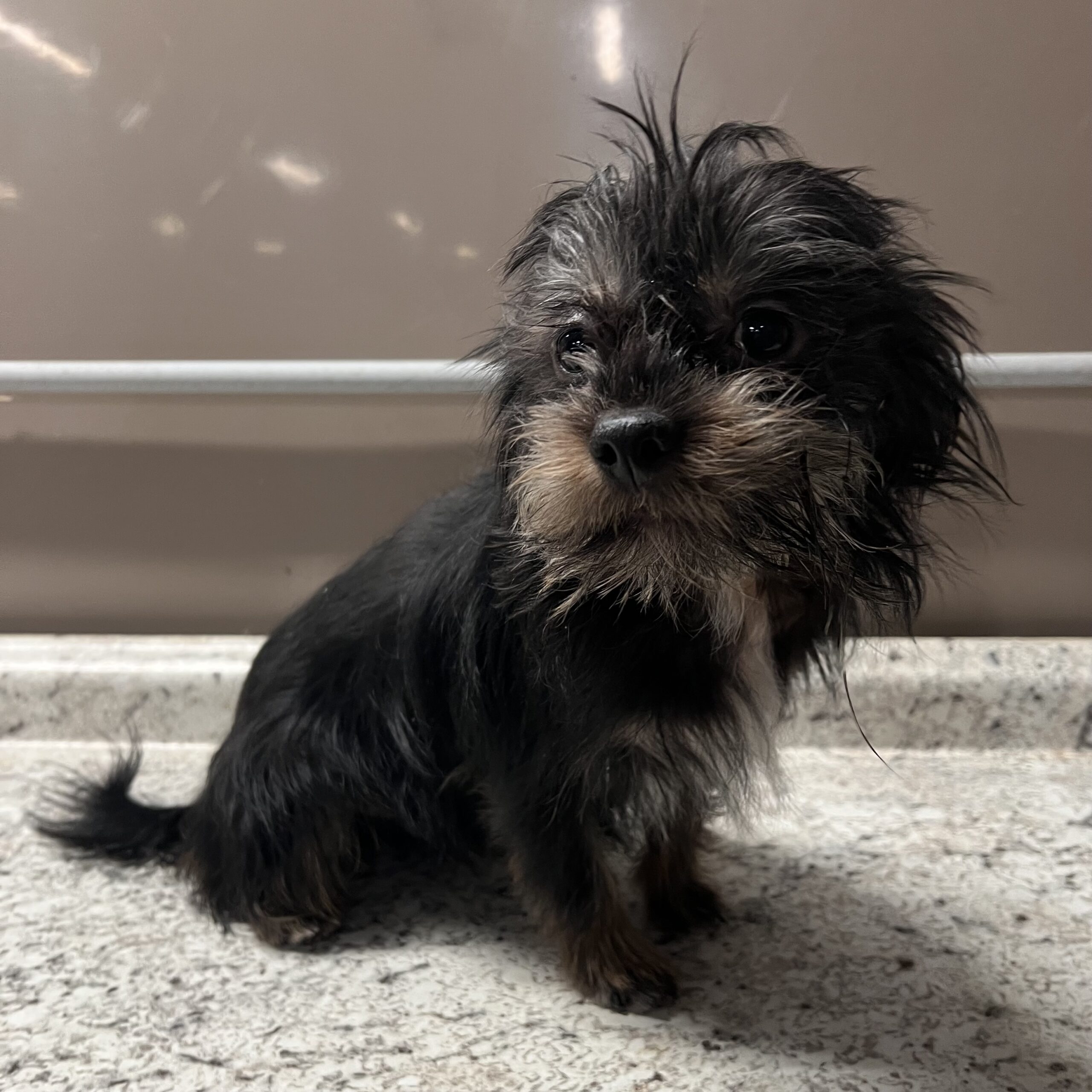 Mateo