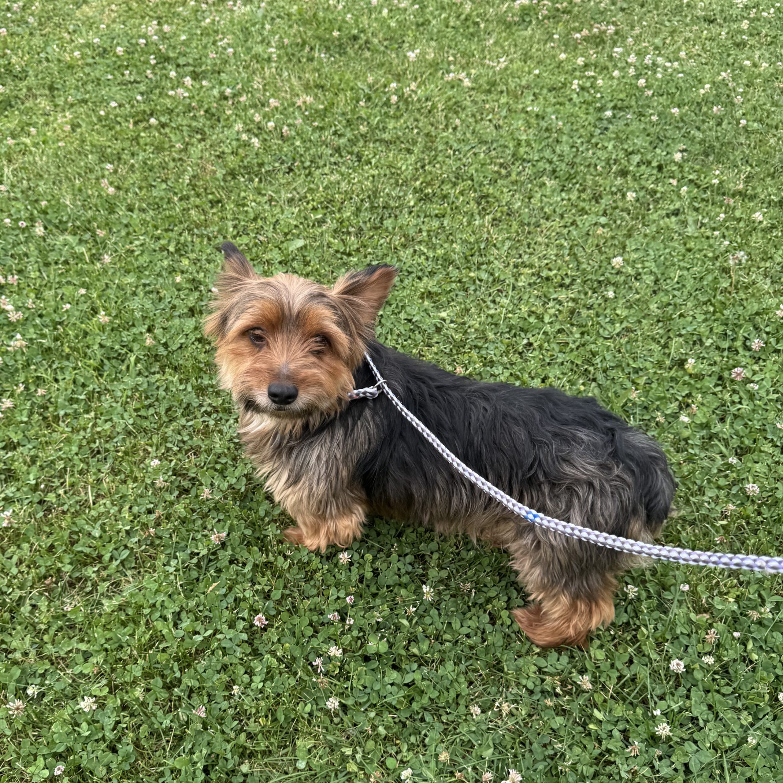 Tripp Yorkie