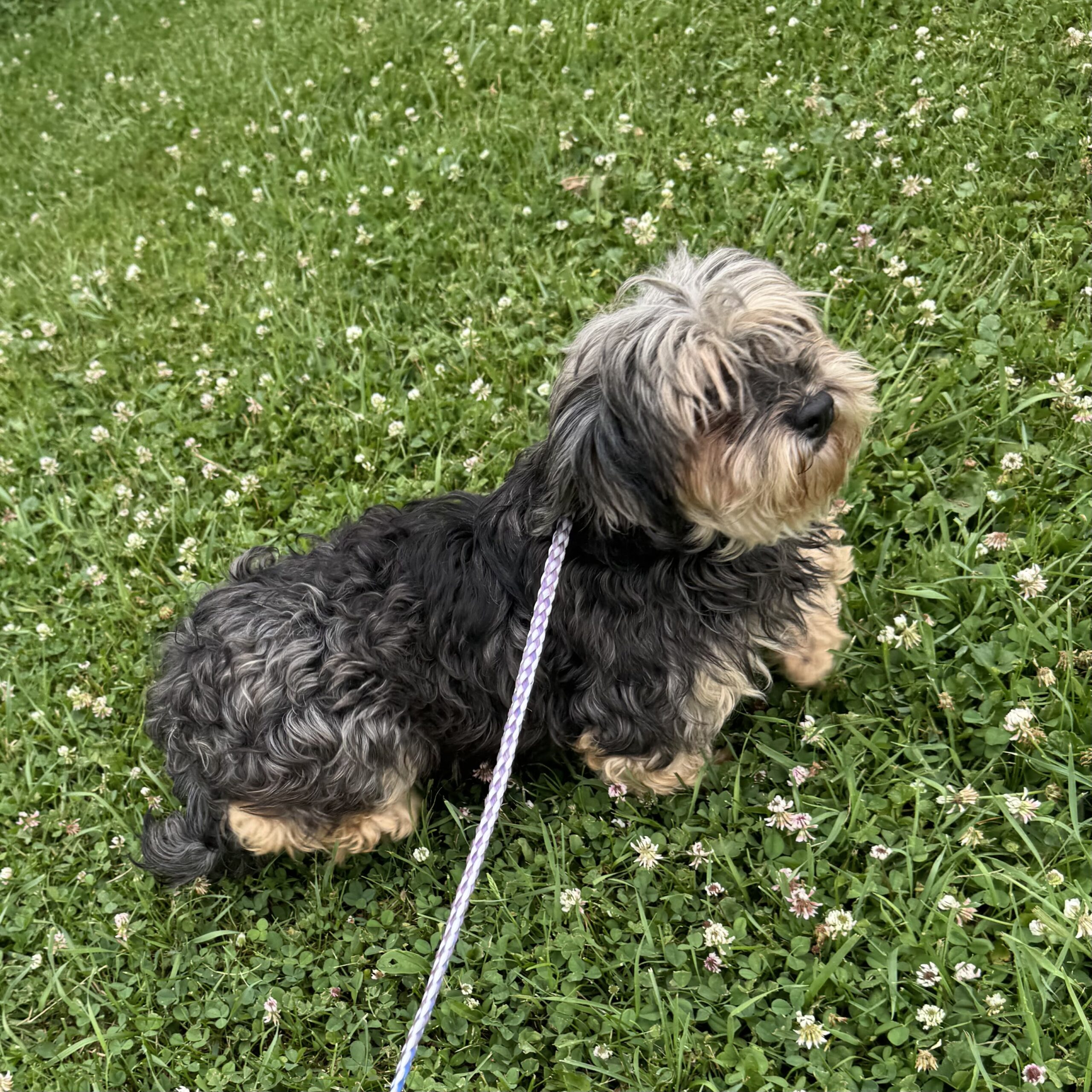 Jocelyn Havanese