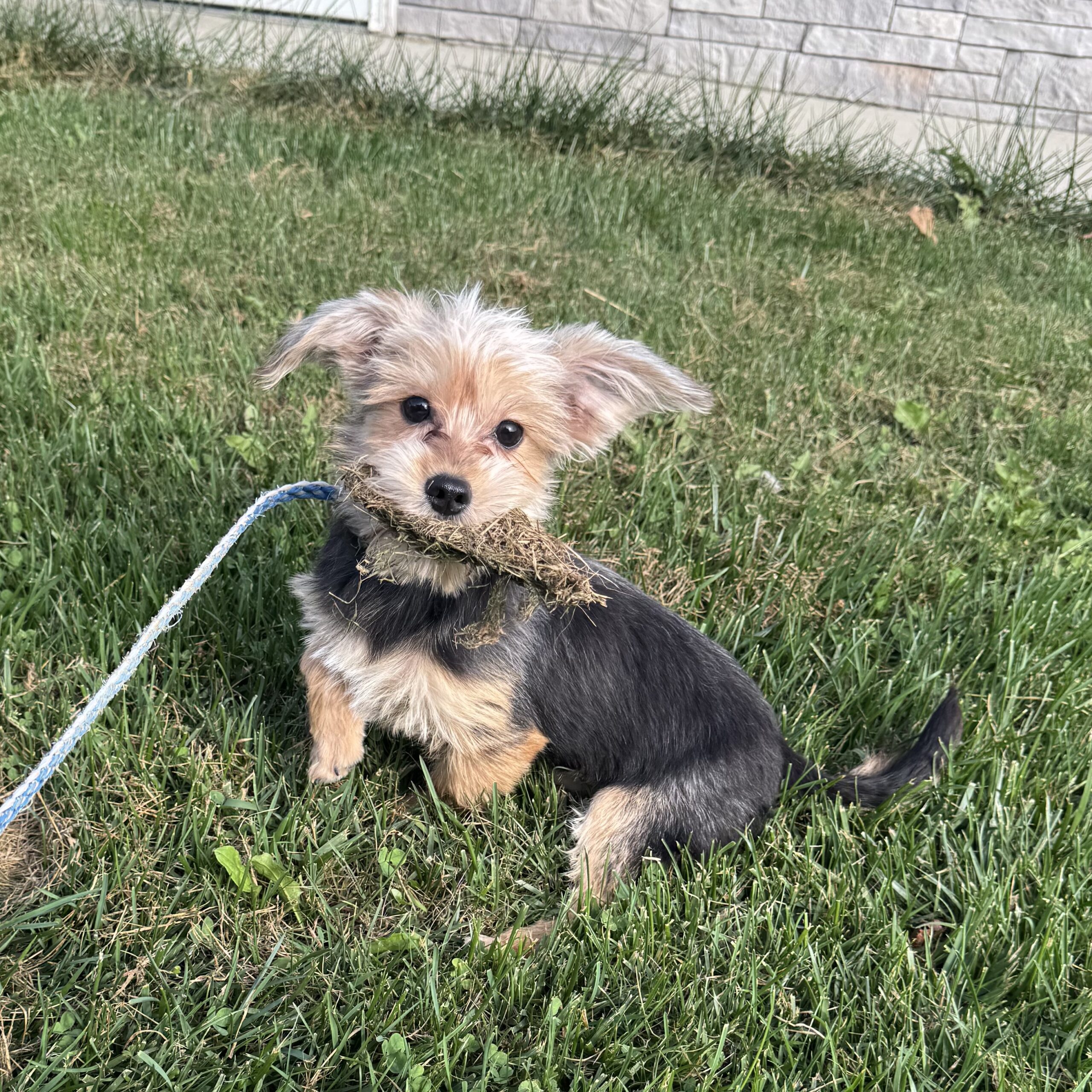 Max