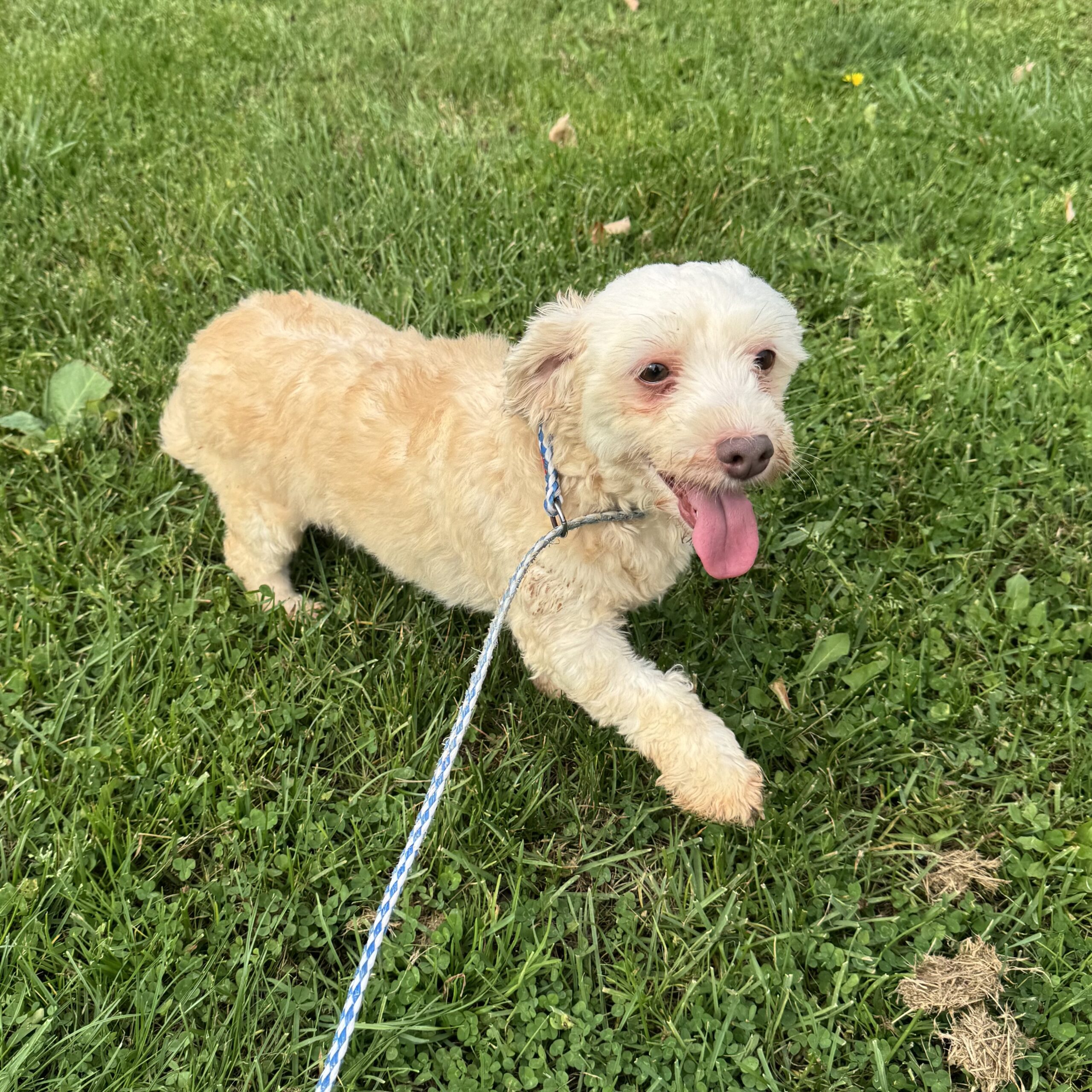 Nova